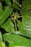 Psychotria cooperi