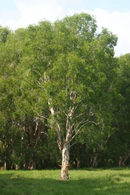Melaleuca leucadendra