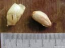 Cordia superba