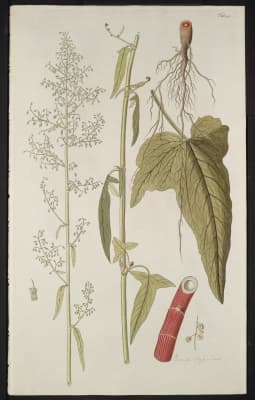 Rumex abyssinicus