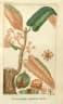Virola sebifera
