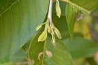 Shorea roxburghii
