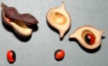 Ormosia coarctata