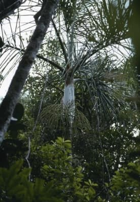 Dypsis hovomantsina