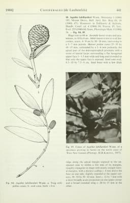 Agathis labillardieri