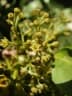 Canarium madagascariense