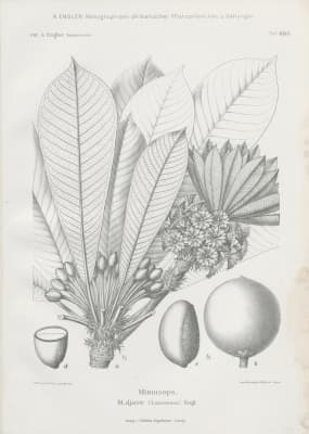 Baillonella toxisperma