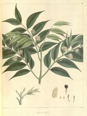 Nageia wallichiana