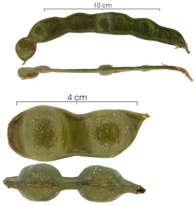 Inga cocleensis