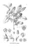 Callisthene fasciculata