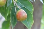 Copaifera aromatica