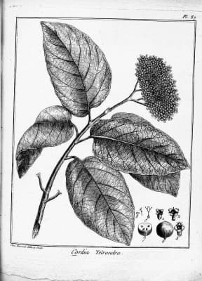 Cordia tetrandra