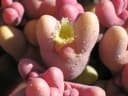 Mesembryanthemum cryptanthum