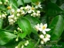Solanum sanctaecatharinae