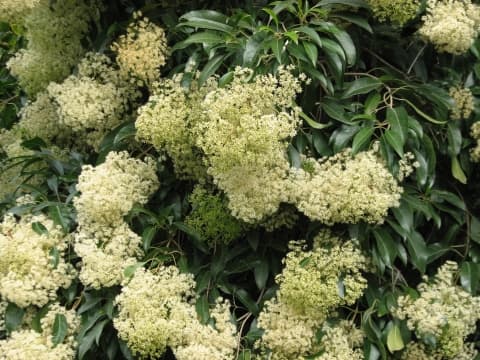 Nuxia floribunda