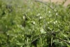 Salpichroa origanifolia