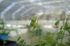 Vicia hirsuta