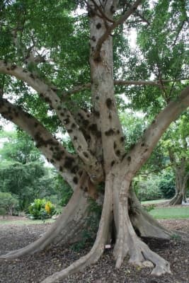 Ficus racemosa