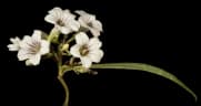 Duboisia hopwoodii