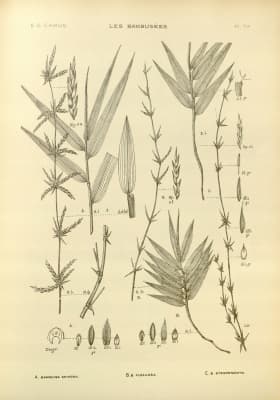 Bambusa flexuosa