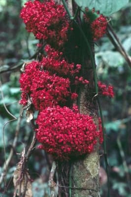 Theobroma speciosum