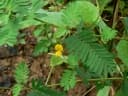 Smithia sensitiva