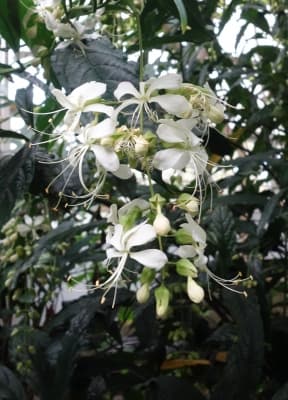 Clerodendrum laevifolium