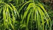 Podocarpus parlatorei