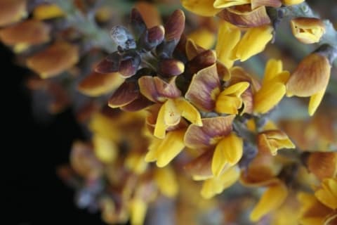 Platymiscium parviflorum