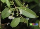 Syzygium syzygioides