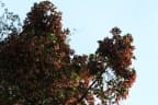 Dipterocarpus sublamellatus