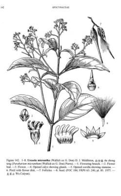 Urceola micrantha
