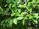 Eugenia florida