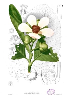 Dillenia reifferscheidia