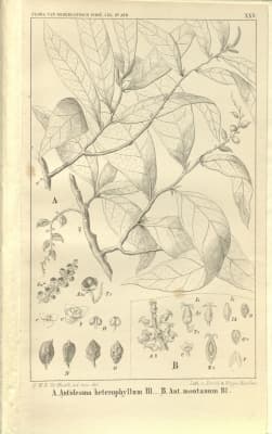 Antidesma heterophyllum