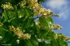 Hymenaea verrucosa