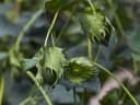 Gossypium arboreum