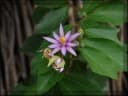 Grewia occidentalis