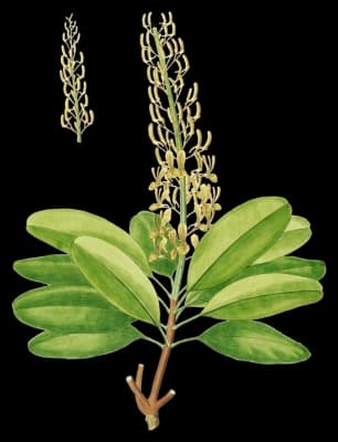 Vochysia divergens