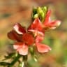 Indigofera hirsuta