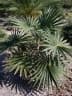Coccothrinax miraguama