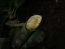 Micropholis melinoniana