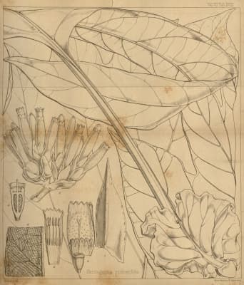 Pentagonia pinnatifida