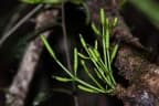 Gnetum montanum