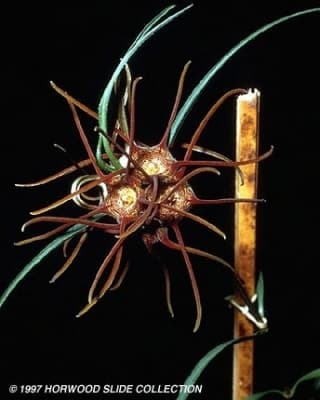 Brachystelma lineare
