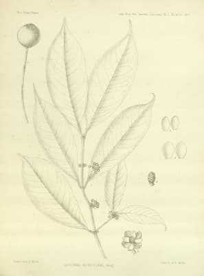 Garcinia nigrolineata