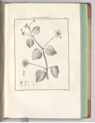 Commicarpus plumbagineus