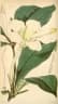 Rothmannia whitfieldii