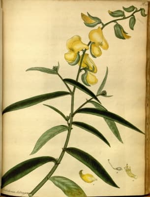 Crotalaria tetragona