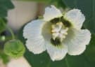 Momordica balsamina